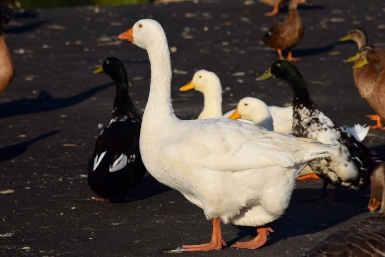 Punta De Manabique - a group of ducks and ducks walking on a road