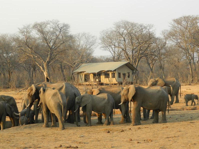 Eco-Tourism - group of elephant walking on brown dirt during daytime