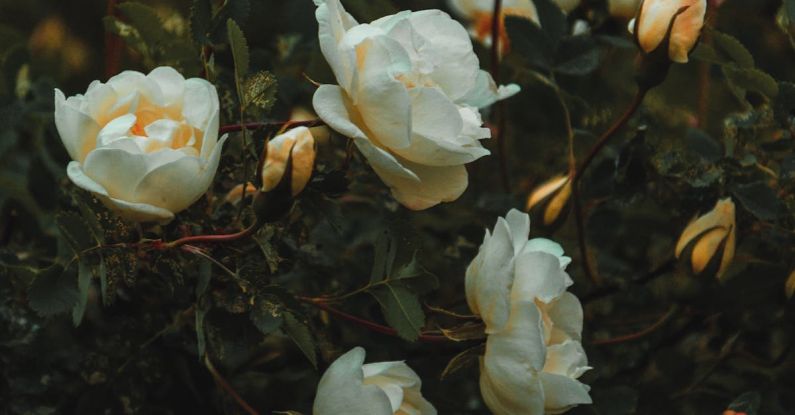 Flores - White Petaled Flowers