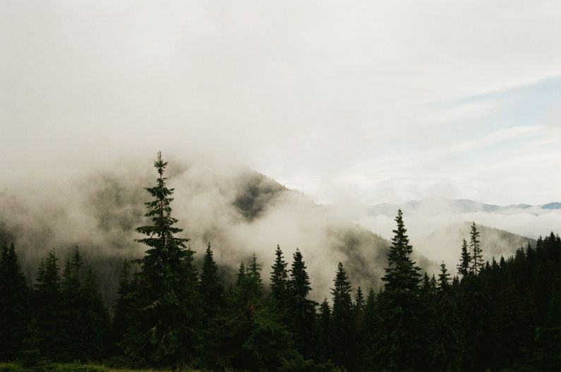 Cuchumatanes Mountains - trees near mountain