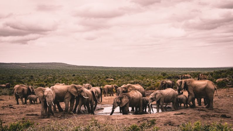 Wildlife Photography - group of elephants on brown field during daytime