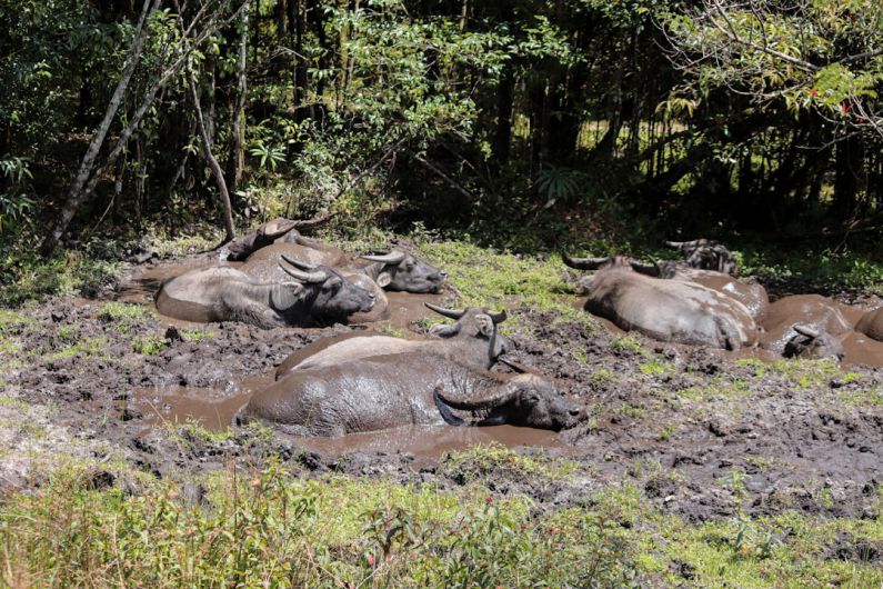 Nature Reserves - a herd of water buffalo laying in a muddy field