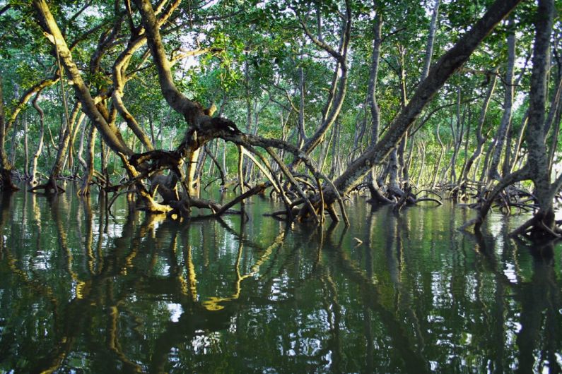 Mangroves - brown tree branch on water