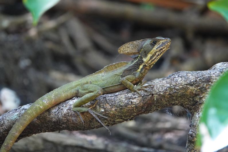 Livingston - a lizard on a branch