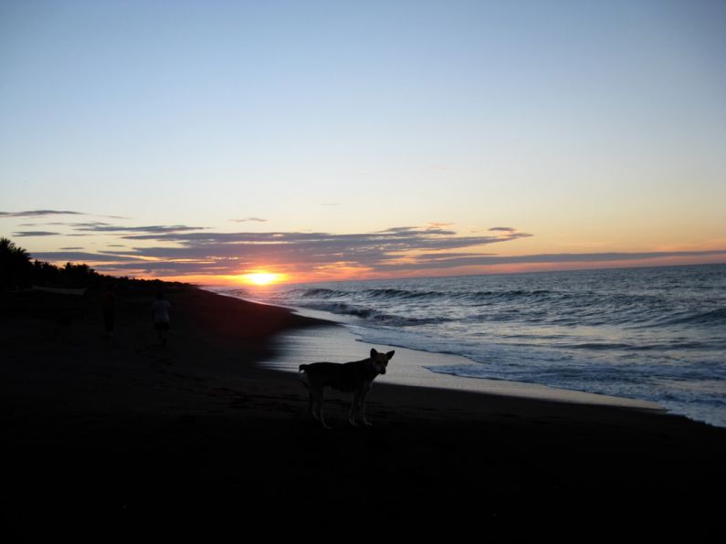 Monterrico Beach - a dog standing on top of a beach next to the ocean